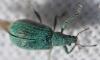 Polydrusus planifrons